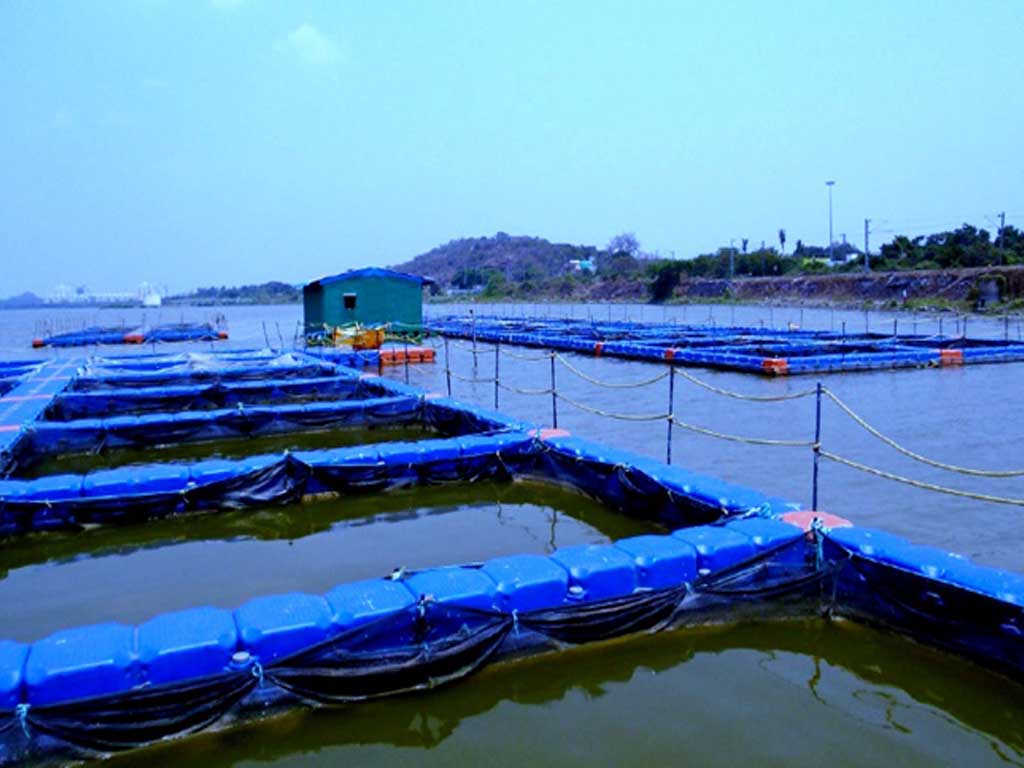 chile-tuna-deepwater-ranch 60m deep tuna farm using pressure-resistant HDPE blocks at 1.5MPa, stock density 50kg/m³